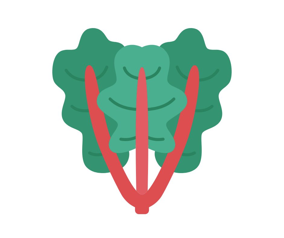 Rhubarbe